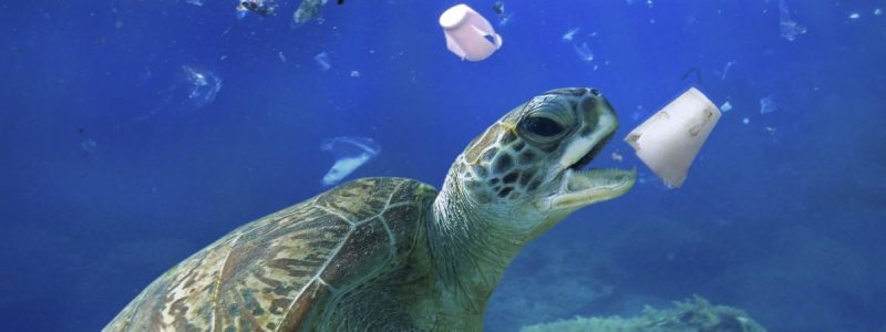 Les tortues sont les animaux en danger à cause du plastique