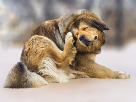 Un gros chien se gratte à cause de puces