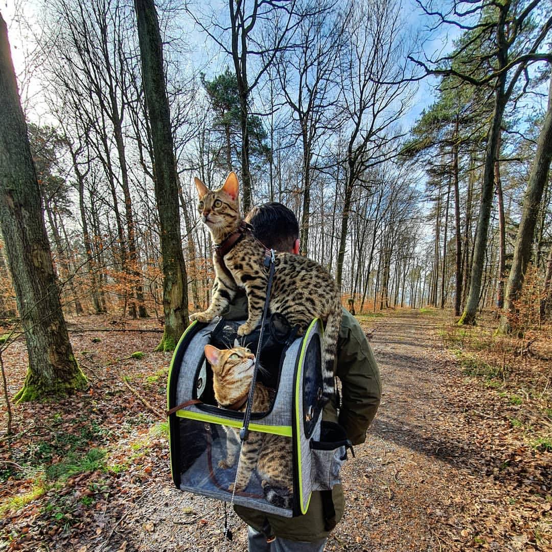  Sac de transport animaux - sac à dos robuste et extensible - Pecute