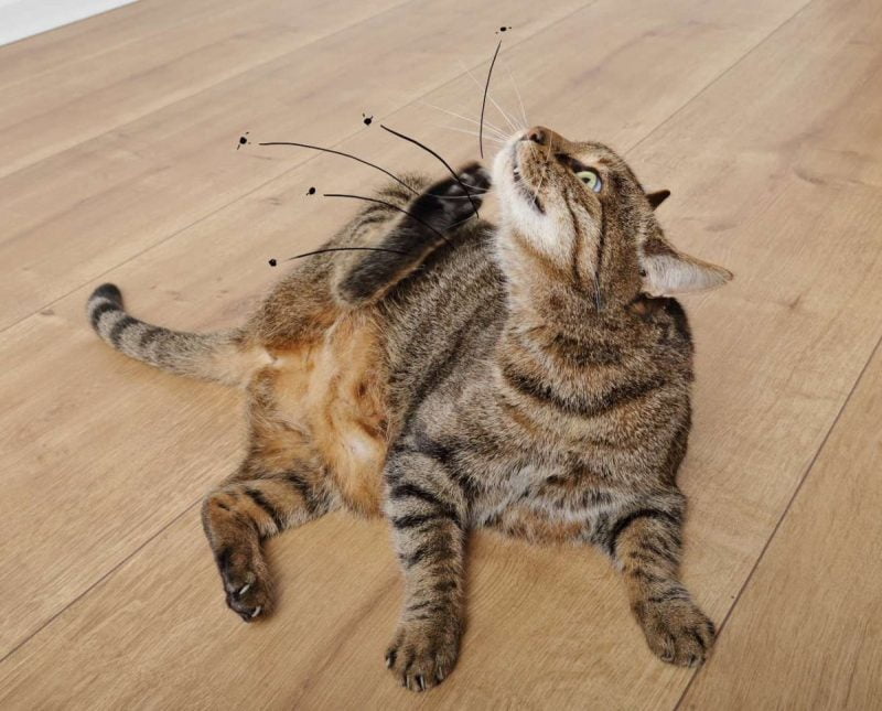 Guides des Meilleurs Produits Anti-Puces pour Chat - Guides d'achat et Idées Cadeaux pour toute la famille Chat qui se gratte à cause de puces