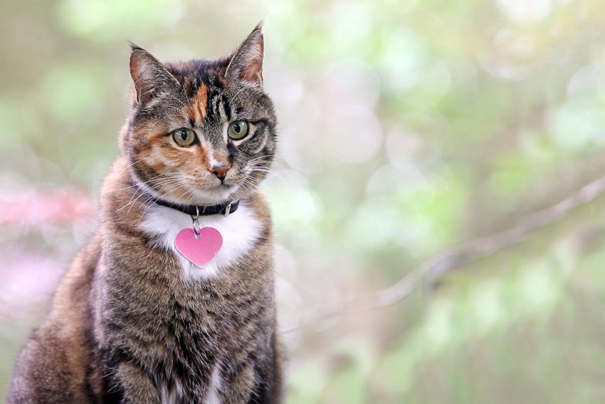 Les Meilleurs Produits Anti Puces Pour Chats Tests Complets