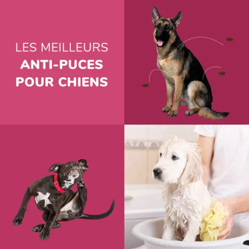 Quels sont les meilleurs produits anti-puces et tiques pour les chiens