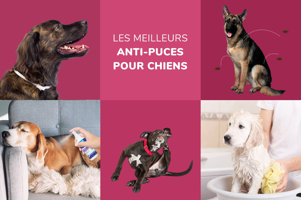 Quels sont les meilleurs produits anti-puces et tiques pour les chiens