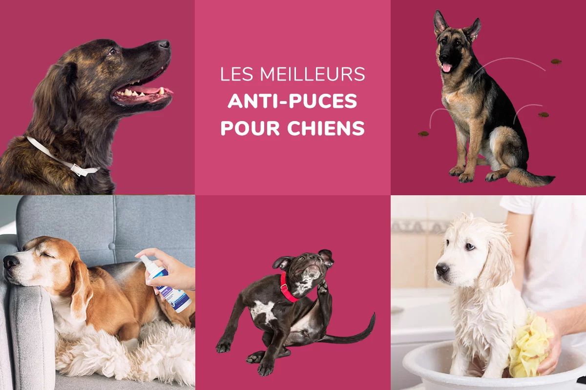 Quels sont les meilleurs produits anti-puces et tiques pour les chiens
