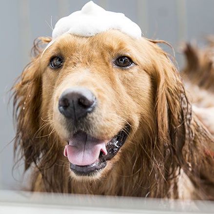 Les meilleurs shampooings anti-parasites pour chiens