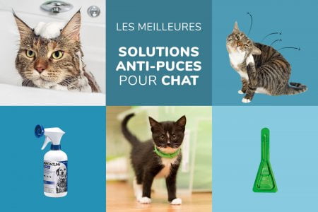 Les meilleurs produits anti-parasitaires pour chats - comparatif et test