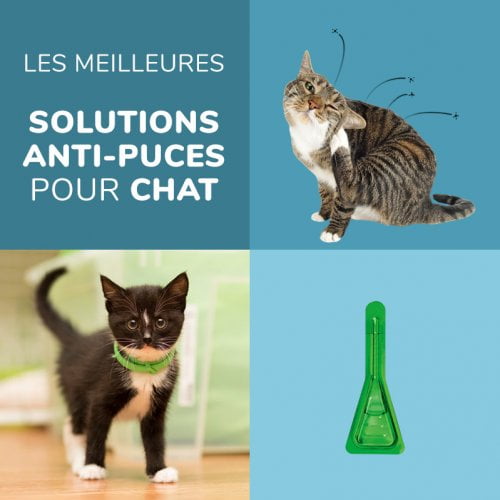 Les meilleurs produits anti-parasitaires pour chats - comparatif et test