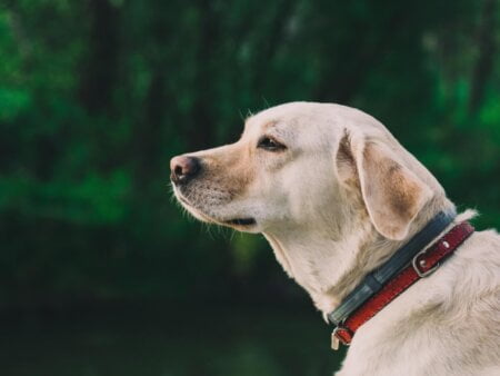 Chien avec un collier anti-puces SERESTO