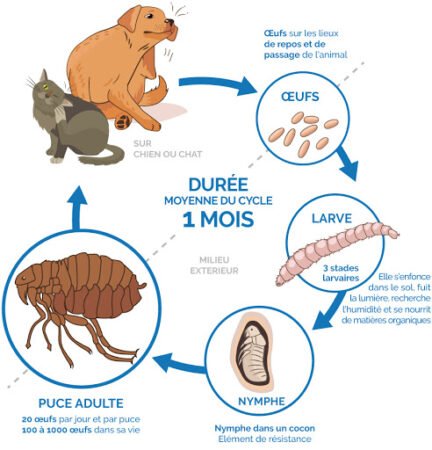 Le cycle de la vie d'une puces
