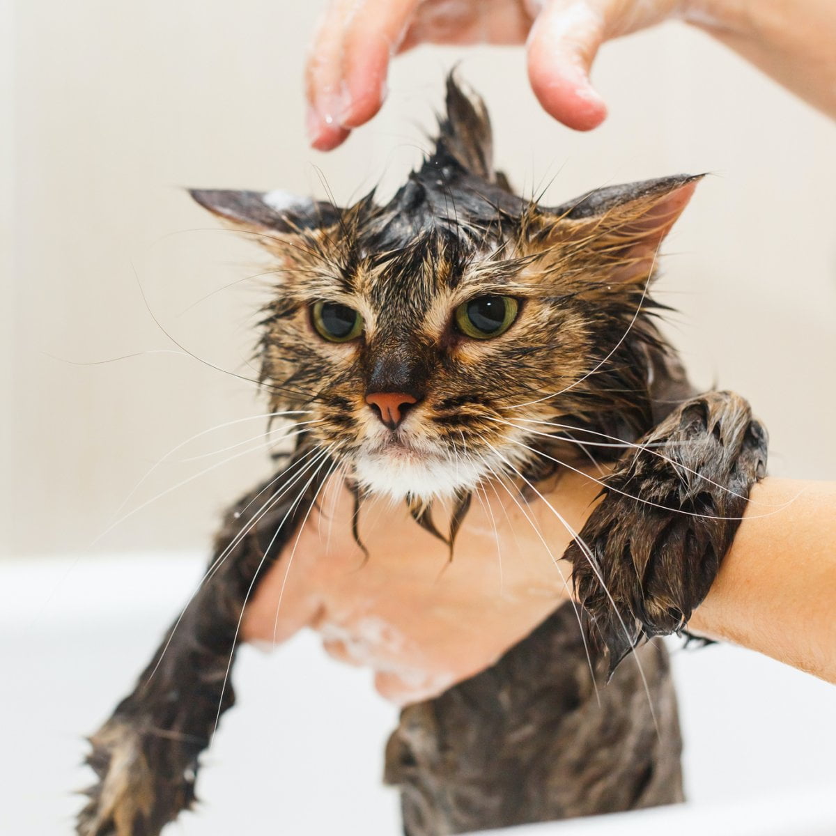  Shampooing stop parasites - Beaphar - Chat et Chien