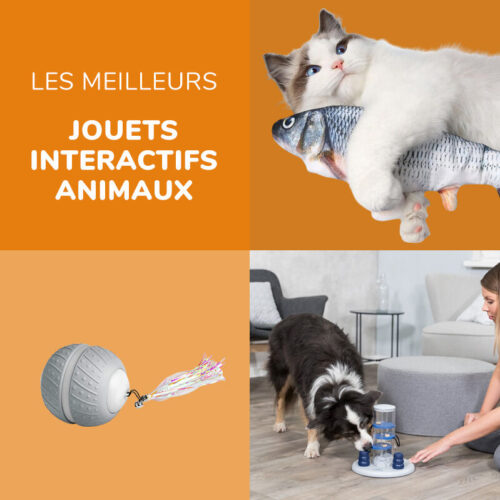 Quels jouets sont les plus adaptés aux animaux de compagnie ? Les conseils de notre expert