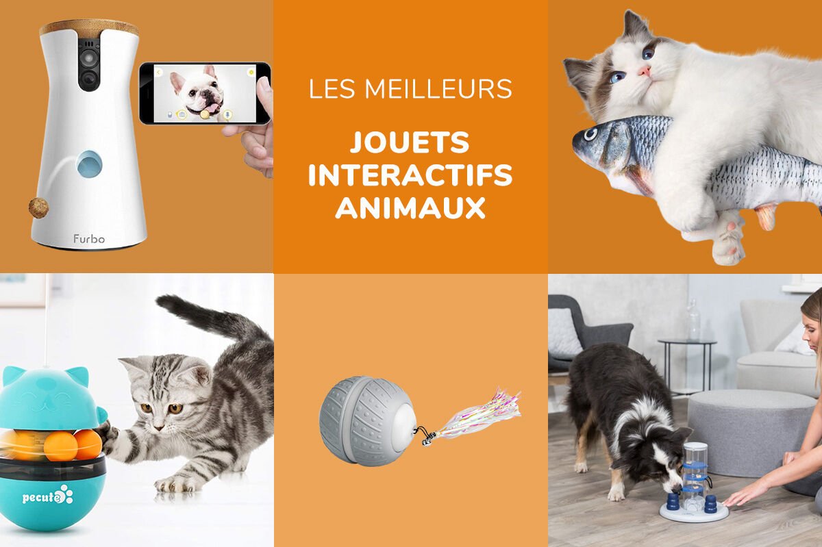 Quels jouets sont les plus adaptés aux animaux de compagnie ? Les conseils de notre expert