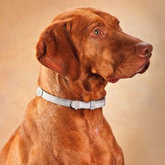 Collier antipuces pour les chiens - sélection