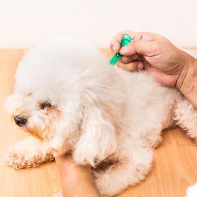 Pipettes anti-puces pour chiens : lequels sont efficaces ?