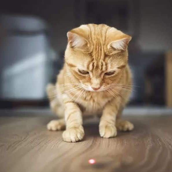 Jouet Interactif - Projecteur Laser pour chat