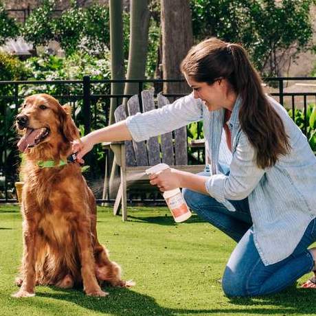 Les meilleurs spray anti-parasites pour les chiens